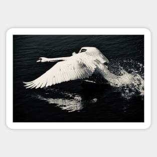 Swan 3 / Swiss Artwork Photography Sticker